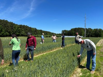 A group of people stop to examine plants close-up during a wheat field tour.