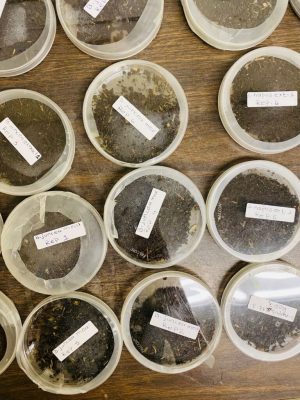 A laboratory assay quantifying biofumigation impact on non-target soil arthropods (photo by Usha Panta).
