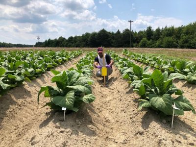 Researcher gathering data in tobacco field.