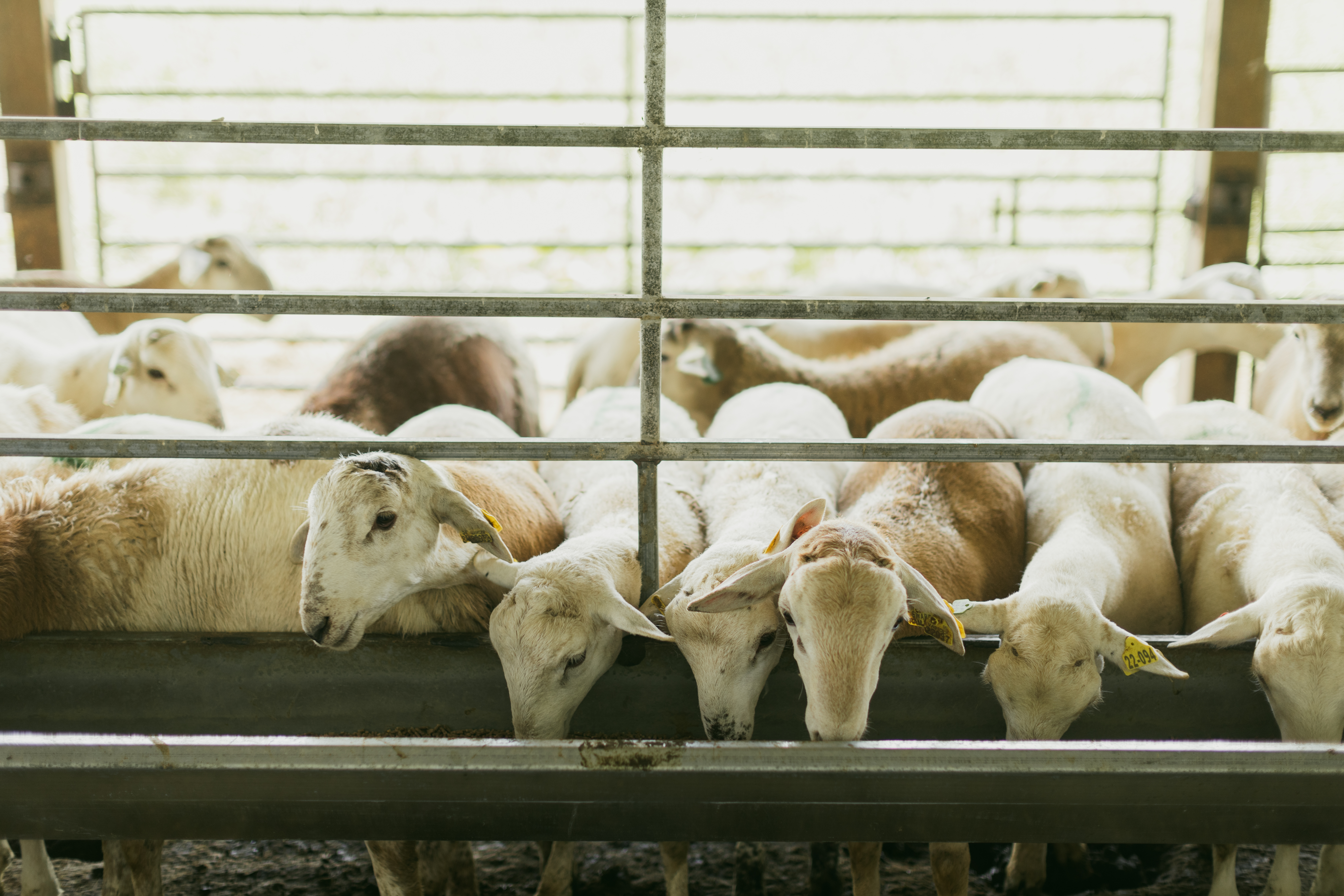 Ram Lambs