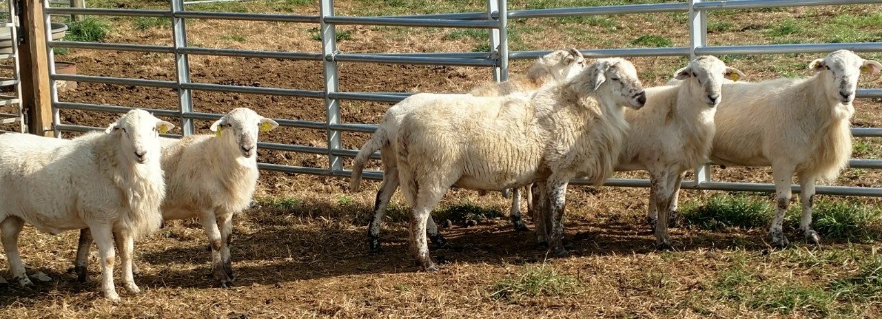 Sex with sheep in west virginia