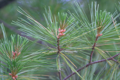 Whitepine