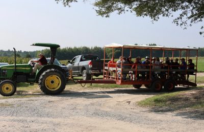 A John Deere tractor transports a trailer of attendees in the field during the cotton field day.