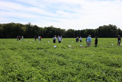 Field day attendees out in the peanut fields.