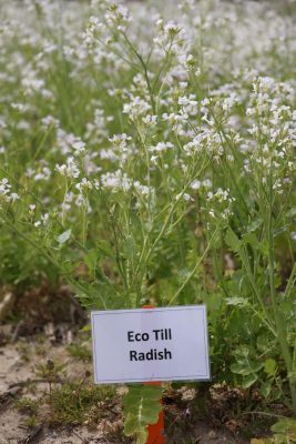 White blooms on eco till radish growing in the field at Tidewater AREC.