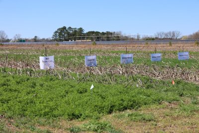A field of cover crops, marked with large, white, identification posters.