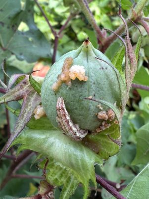 brown worms visible on the boll of a cotton plant