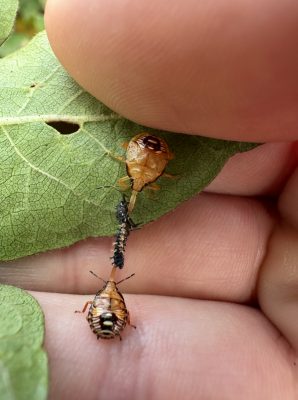 two tan and black bugs hold a black insect between them on the underside of a leaf