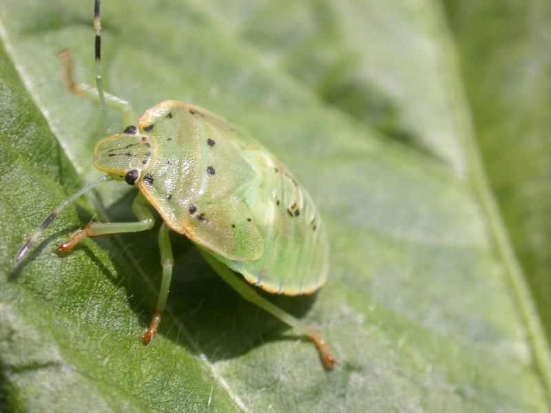 A green bur with long antennae and dark spots crawls across a leaf