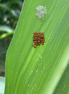 a patch of small clear eggs and another patch of small copper colored eggs on a corn leaf