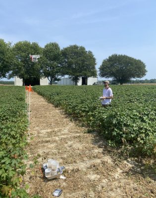 Man wearing cap stands in field holding drone control as he flies a drone over cotton crops