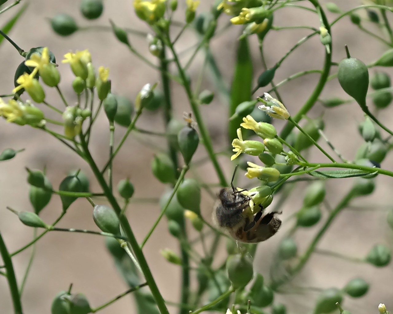 bee on camelina