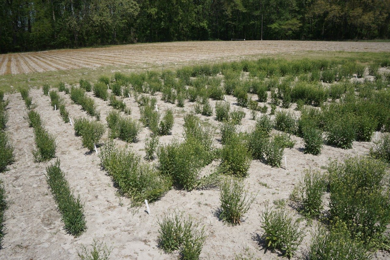 Drone flight over Camelina