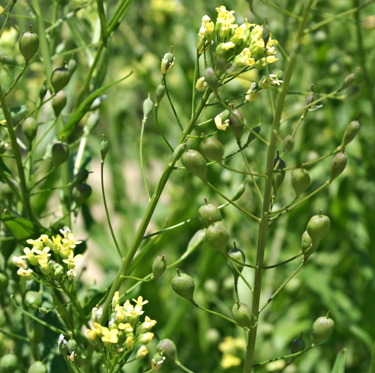 Camelina flowers and siliques