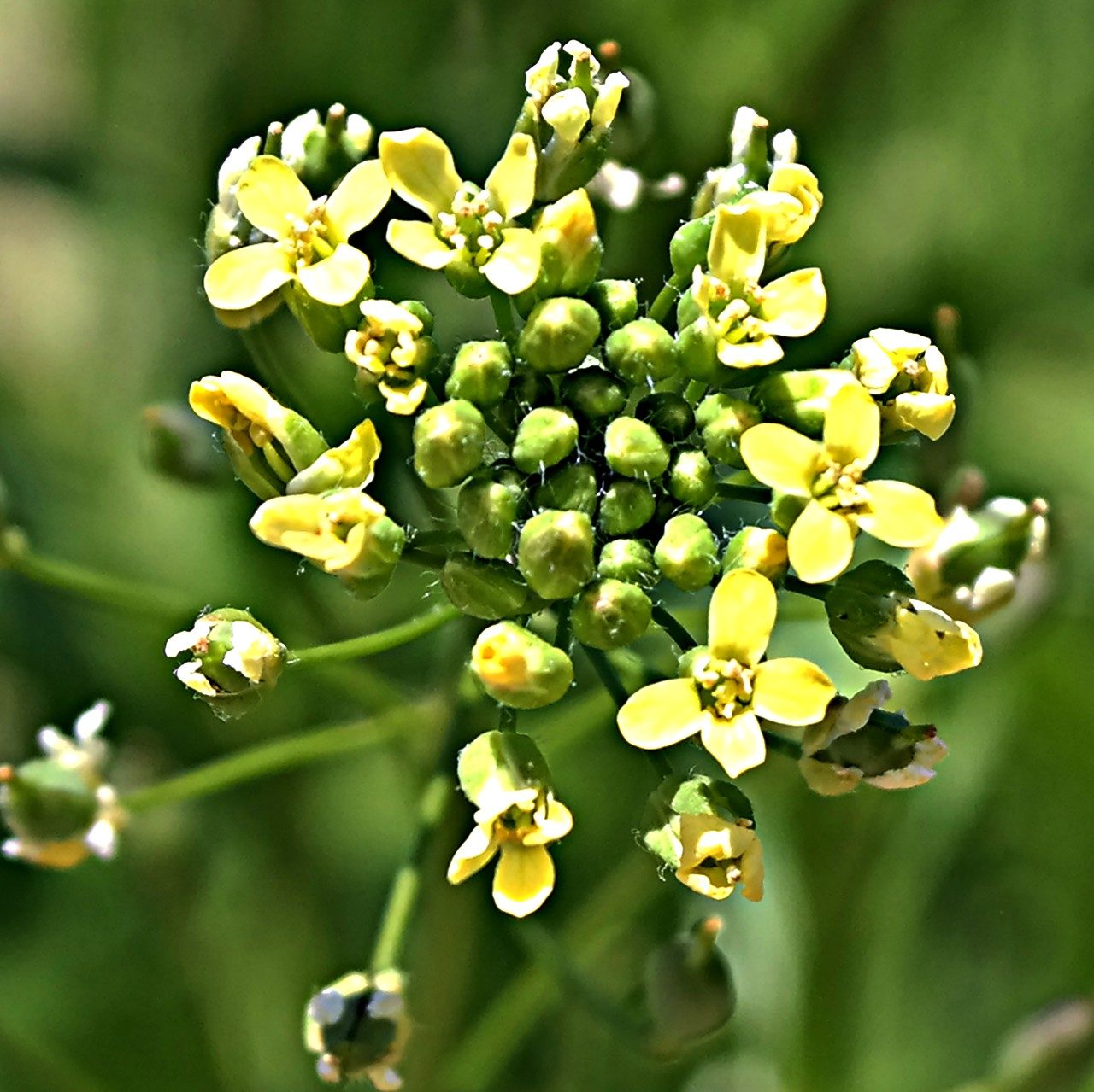 flowering