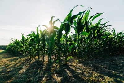 Corn Field