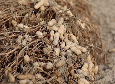 Peanuts drying in field