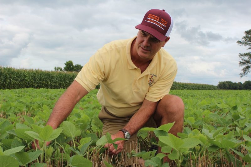 David Holshouser and soybeans
