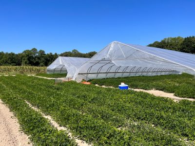Peanut field with two shelters