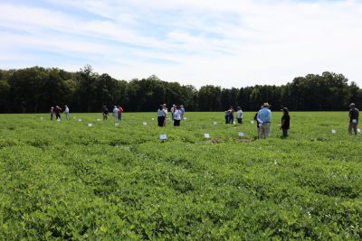 Field day attendees walking in the fields among different peanut varieties.