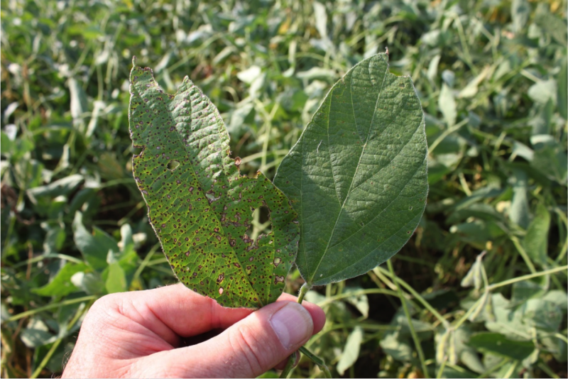 Field Crops disease photo