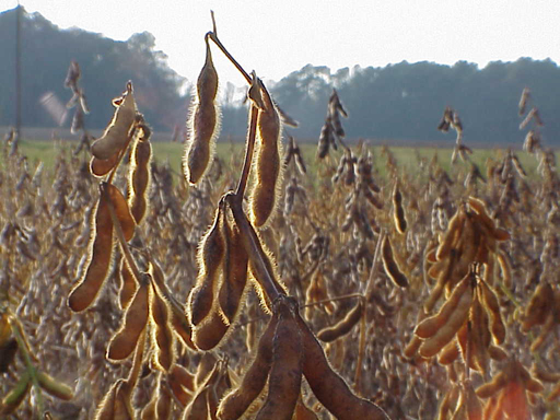 Mature Soybean