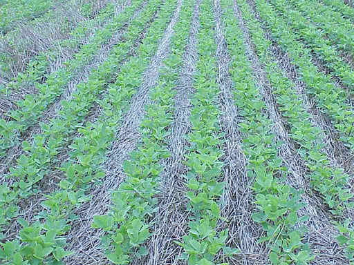 Soybean Rows