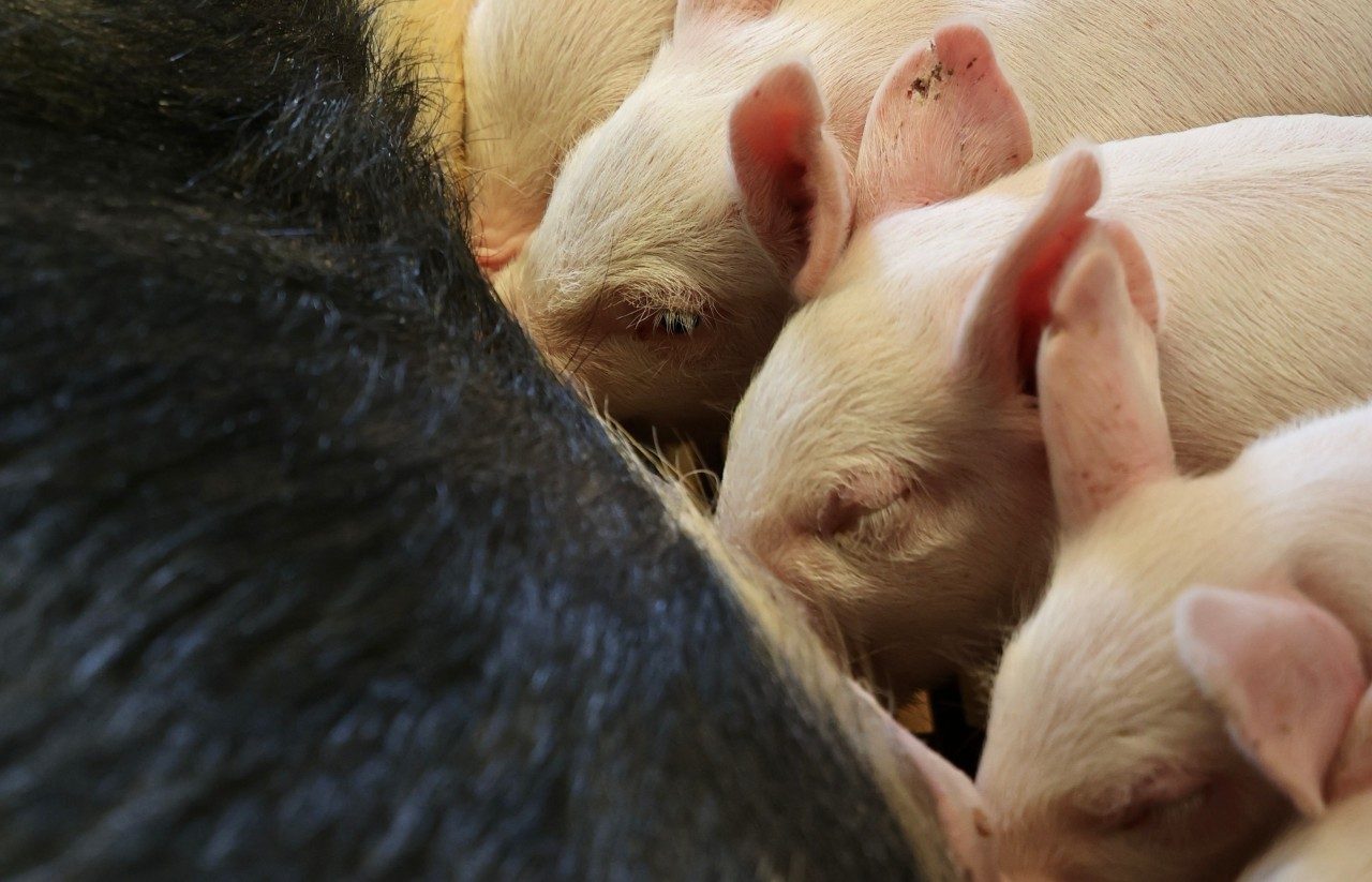 piglets suckling