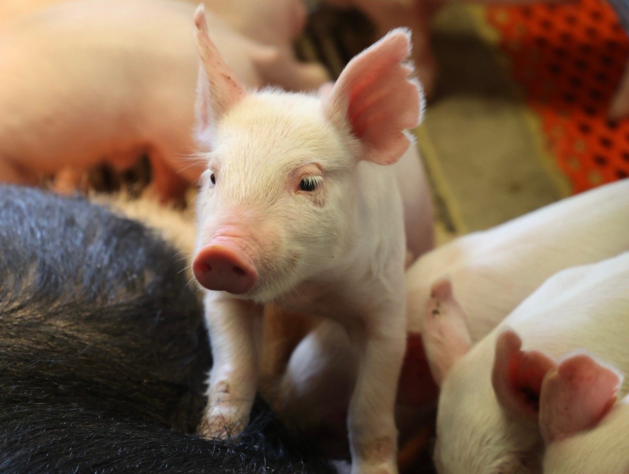 3 week old pig climbing on its mother