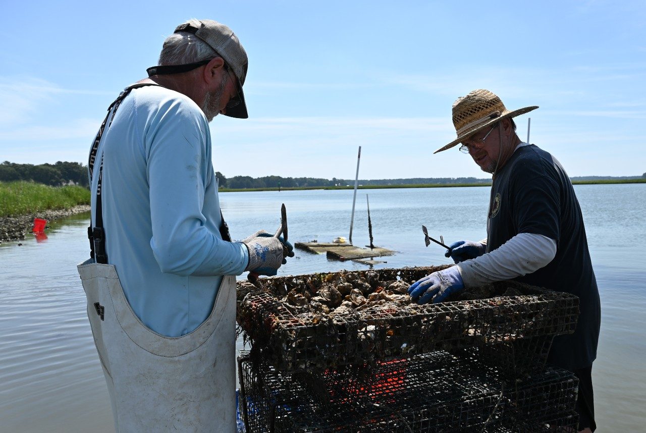 Oyster farmers sort oysters