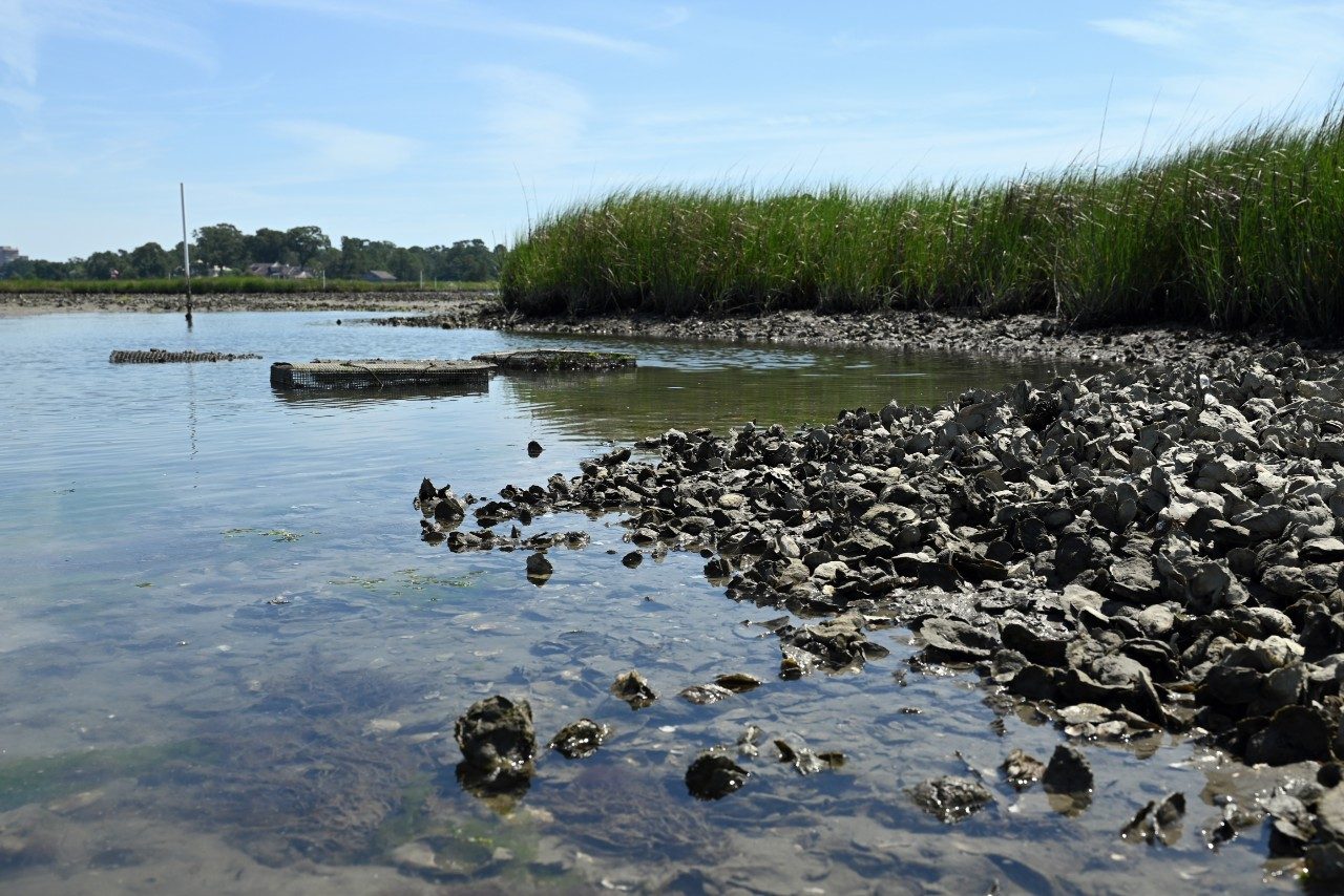 Oysters growing at an oyster farm