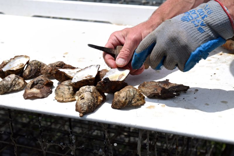 Oysters being shucked outdoors