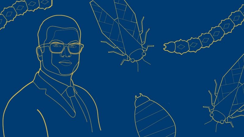 Decorative graphic of insects