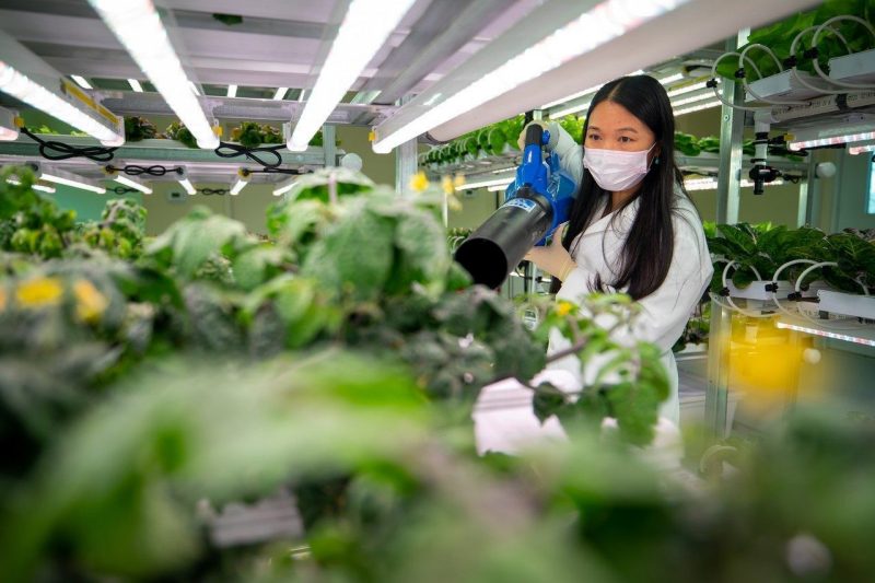 Emily Zhou, a post-doctoral research associate with Virginia Tech's School of Plant and Environmental Sciences, pollinates micro tomato flowers at the Controlled Environment Agriculture Innovation Center. Photo by Ray Meese for Virginia Tech.