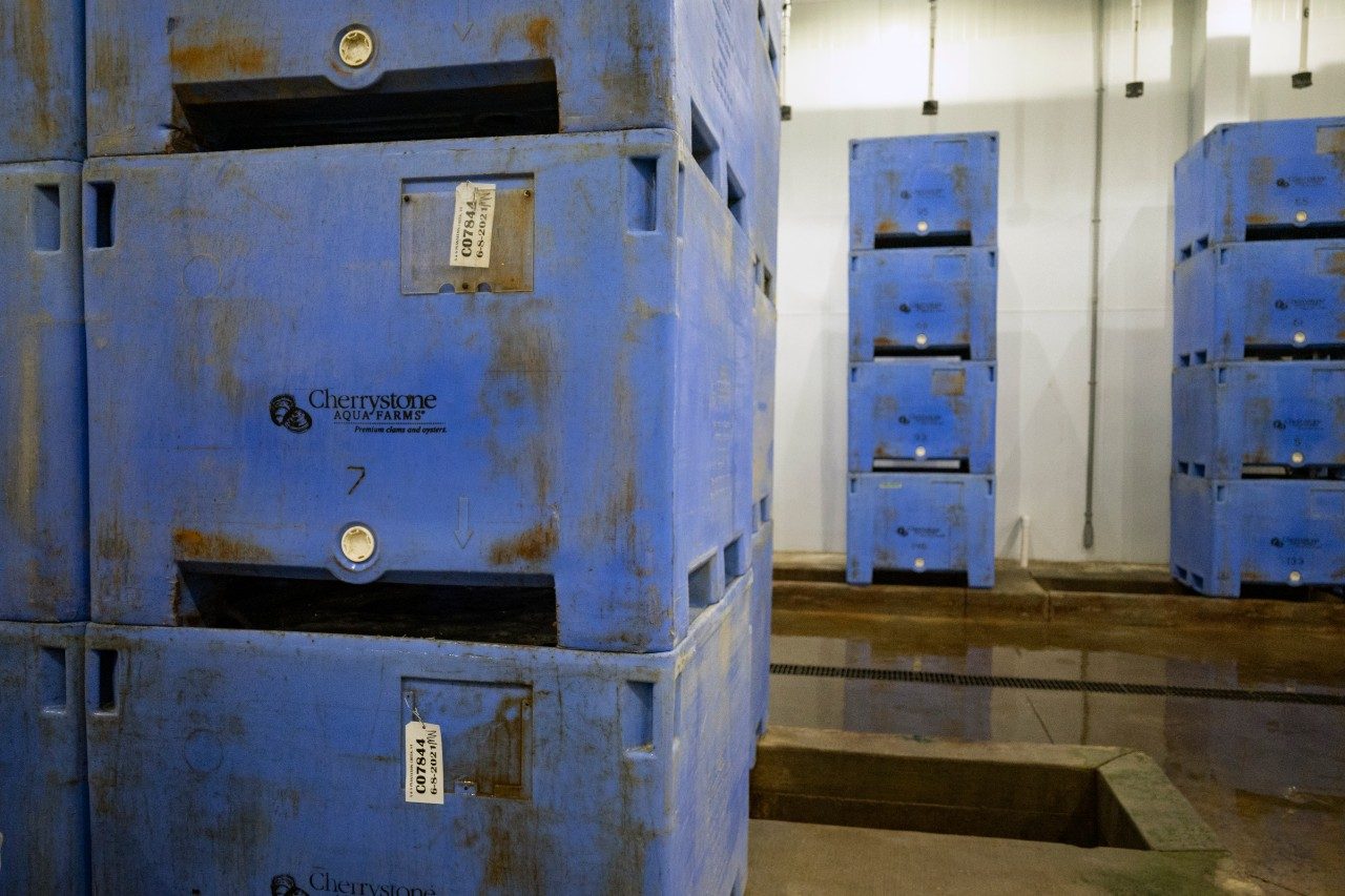 Wet storage facility at Cherrystone Aqua-Farms