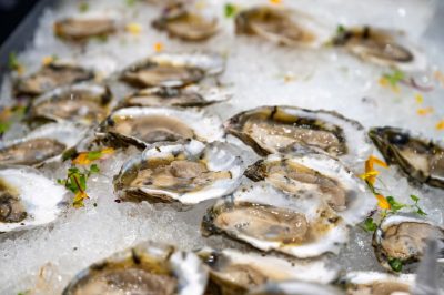 Freshly shucked oysters sitting on ice.