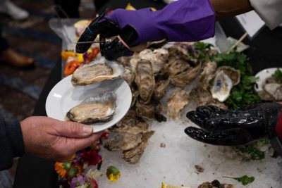 Virginia oysters being shucked and served