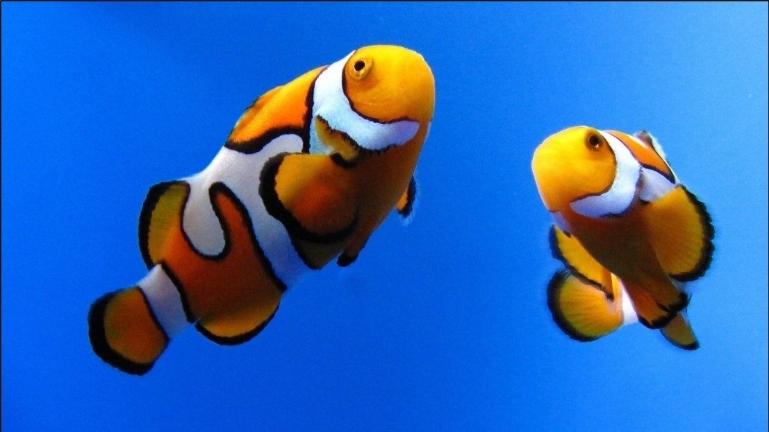 Ornamental Clownfish