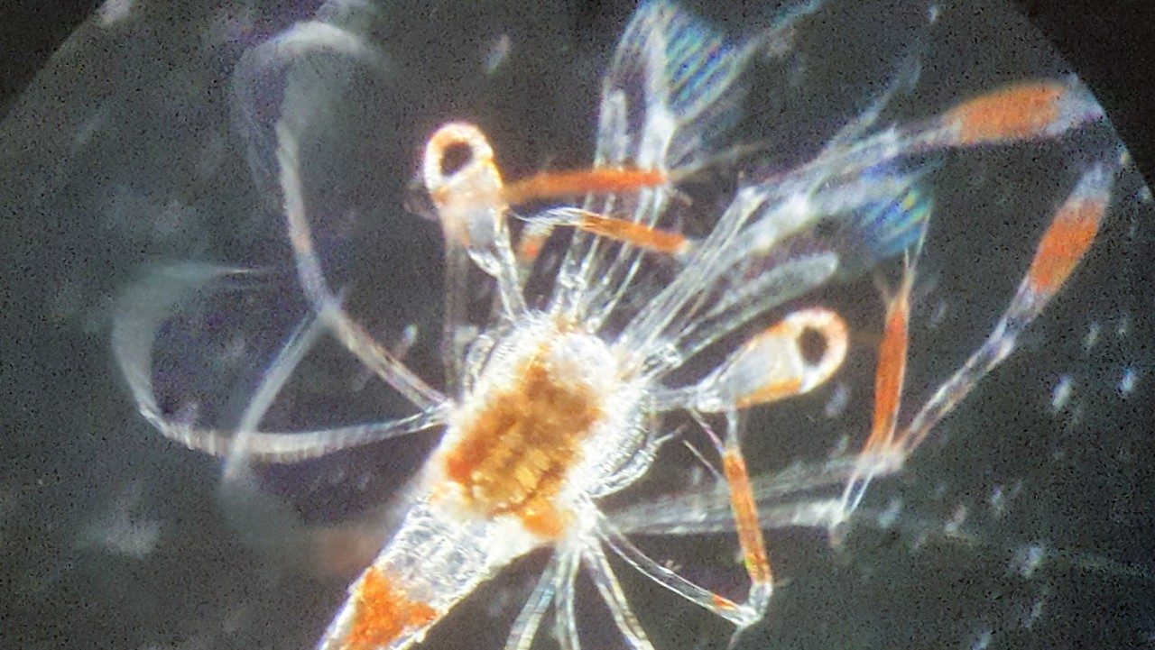 Z5 Shrimp larva