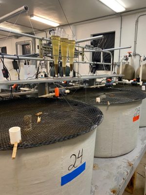 Biofloc Shrimp Trial 3